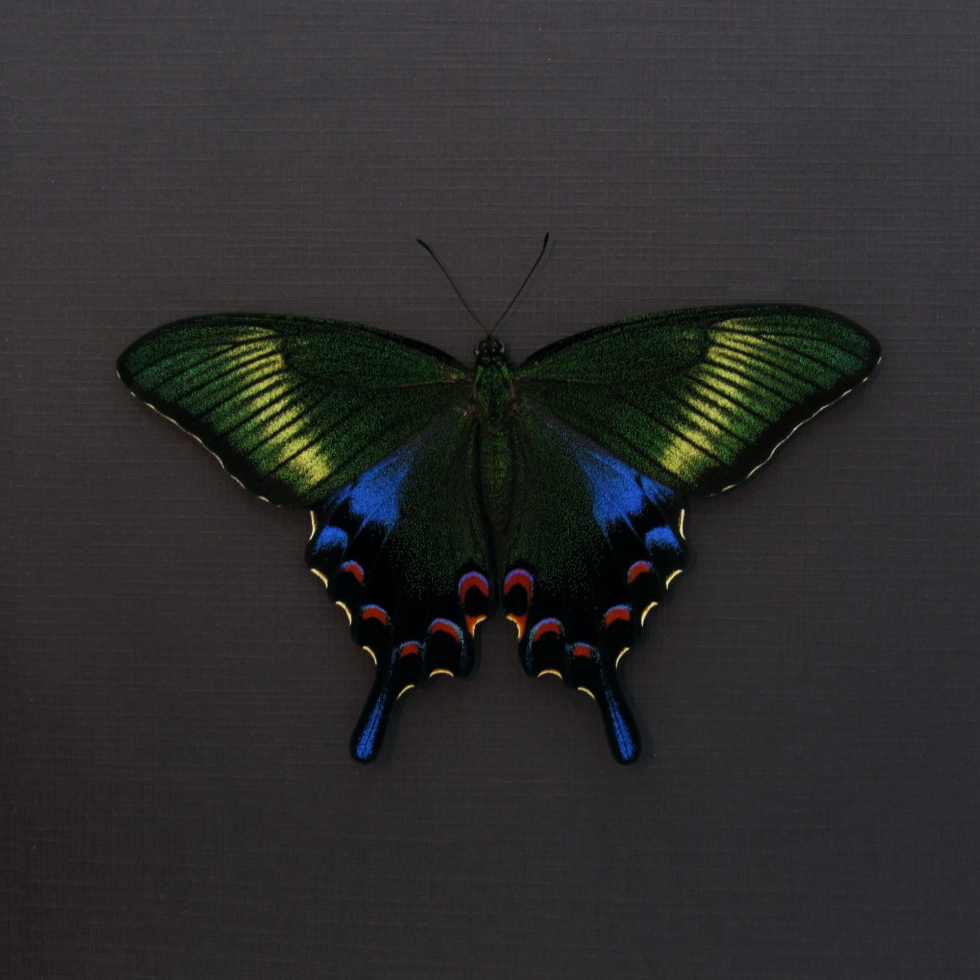Rare black Peacock Swallowtail butterfly framed taxidermy - Papilio dehaani tokaraensis - female - spring form - Victorian mount
