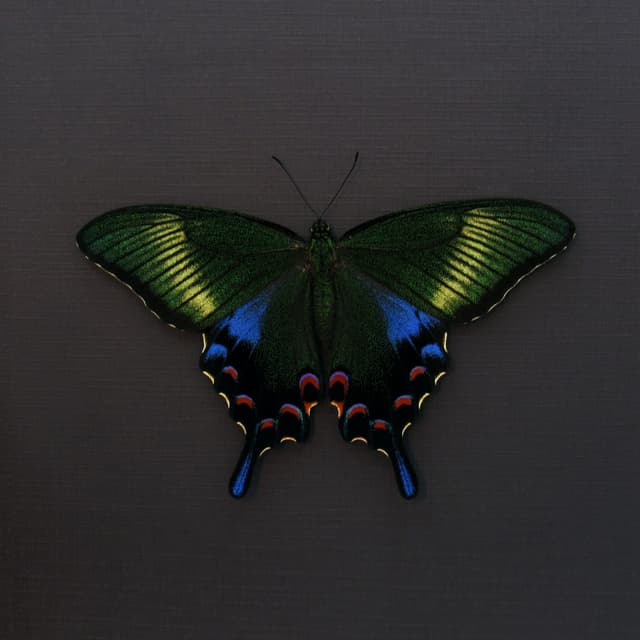 Rare black Peacock Swallowtail butterfly framed taxidermy - Papilio dehaani tokaraensis - female - spring form - Victorian mount