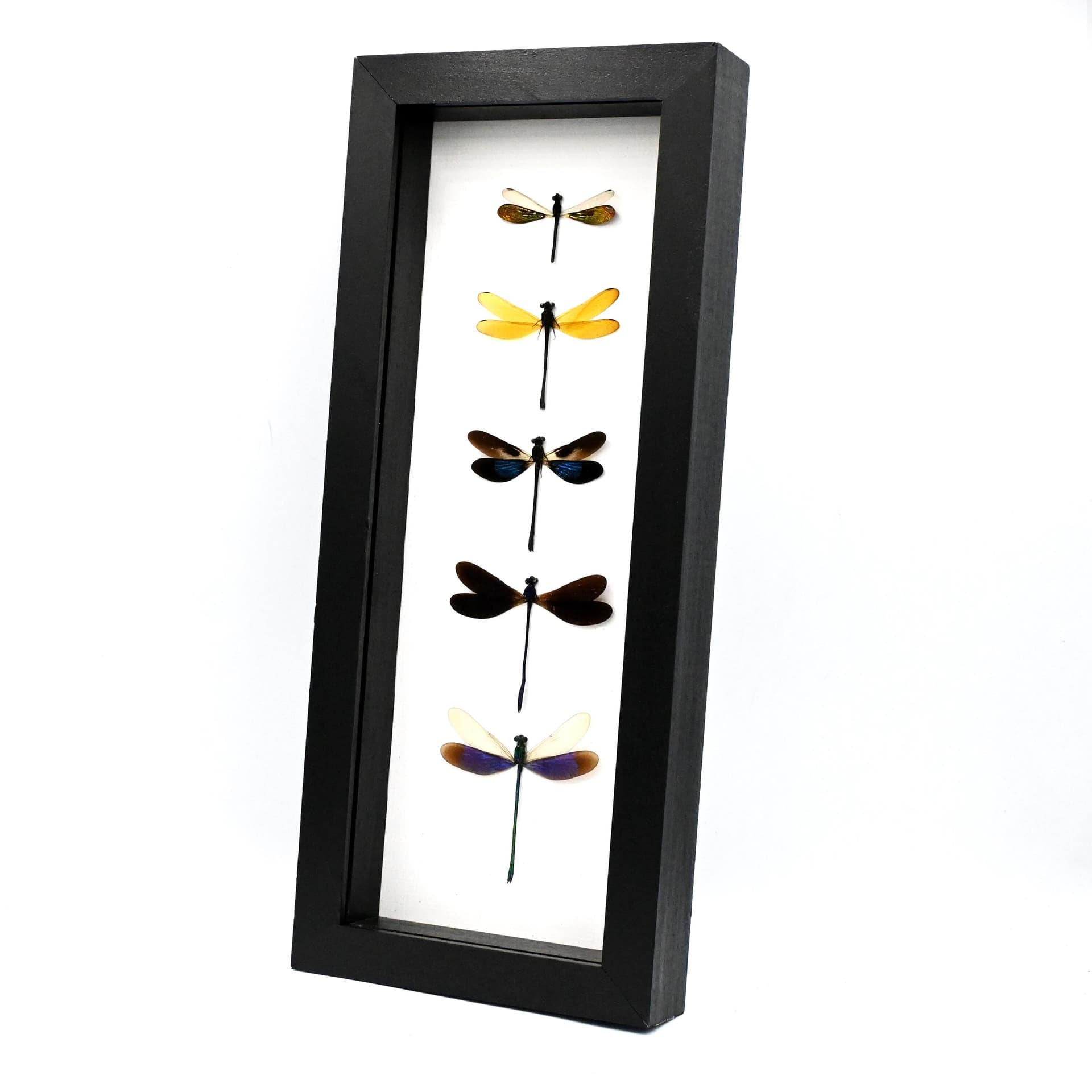 Real Dragonfly collection framed taxidermy