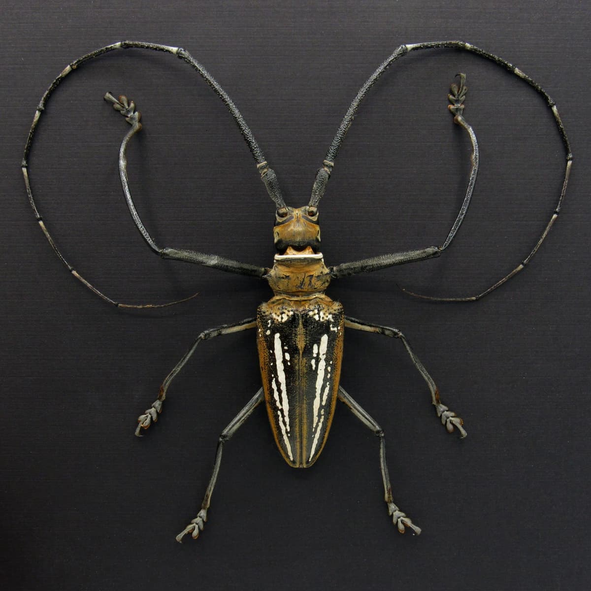 Rare XL Wallace’s Longhorn beetle framed taxidermy - Batocera wallacei