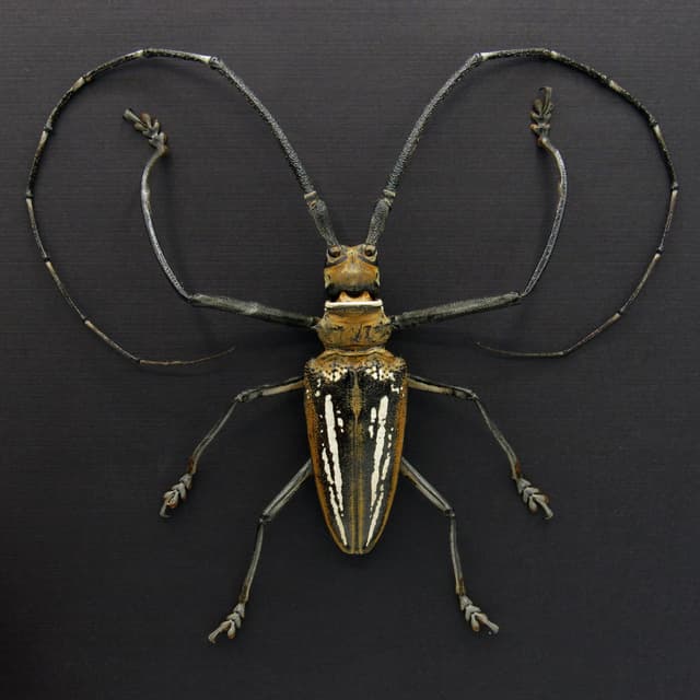 Rare XL Wallace’s Longhorn beetle framed taxidermy - Batocera wallacei
