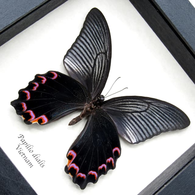 Real Giant Peacock Swallowtail butterfly framed taxidermy - Papilio dialis