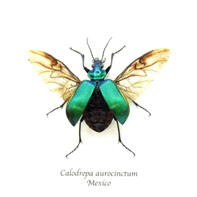 Real metallic ground beetle framed taxidermy - Calodrepa aurocinctum
