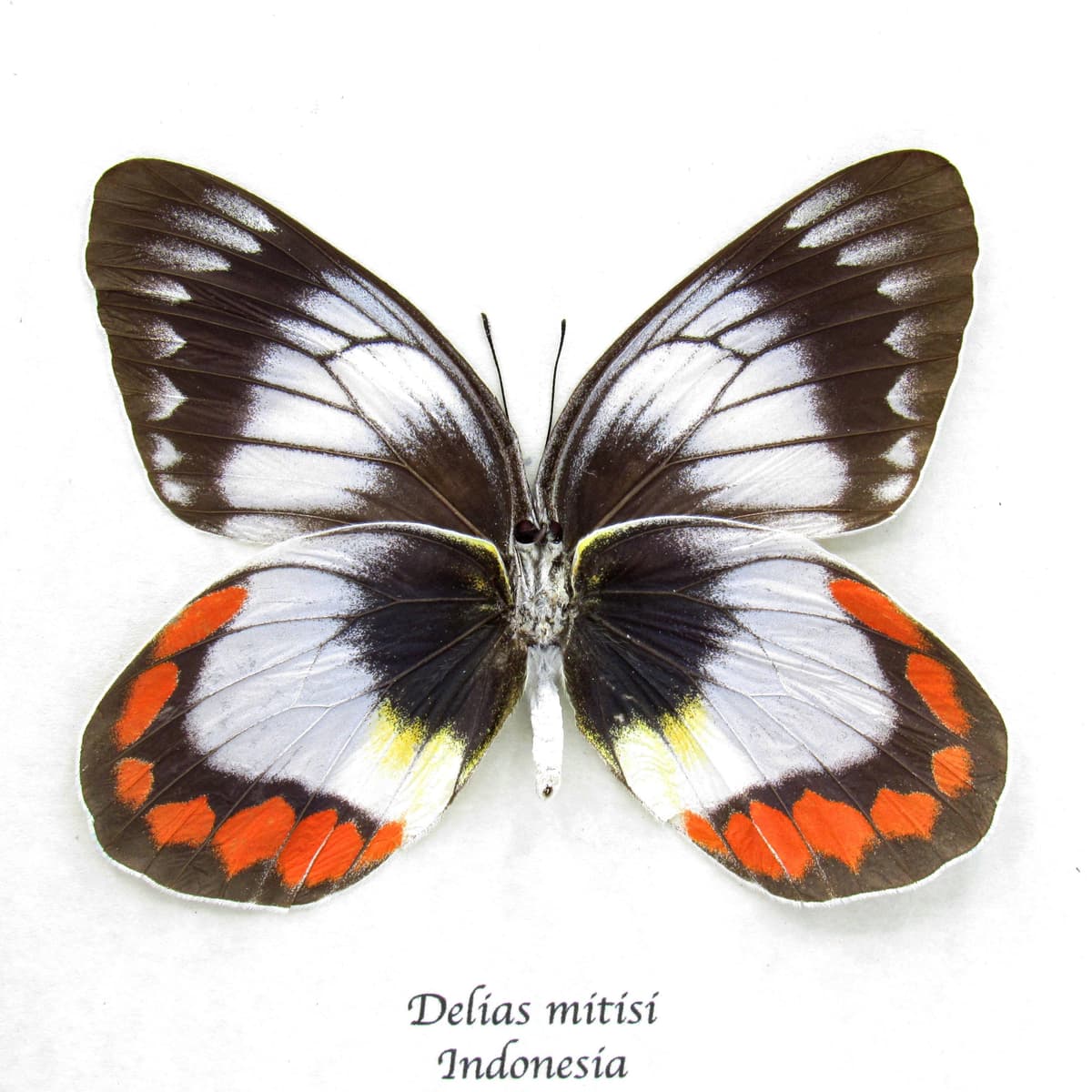 Rare pale lavender Delias butterfly framed taxidermy - Delias mitisi - large female