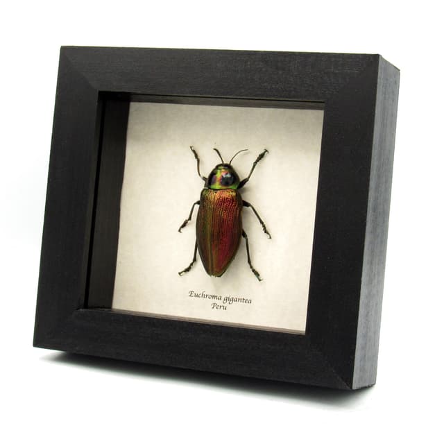 Huge metallic beetle framed taxidermy - Euchroma gigantea