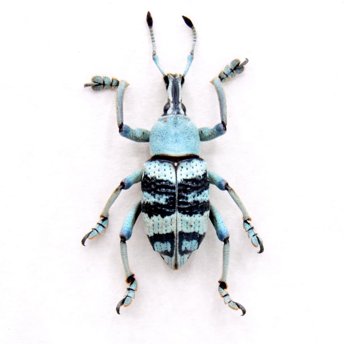 Real Weevil beetle framed taxidermy - Eupholus schoenherrii - rare pale color form