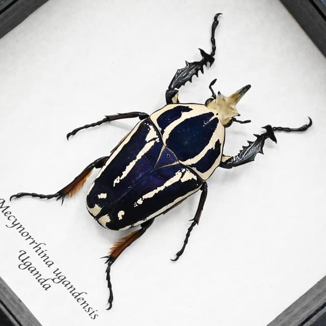 Rare deep purple Scarab beetle framed taxidermy - Mecynorrhina ugandensis