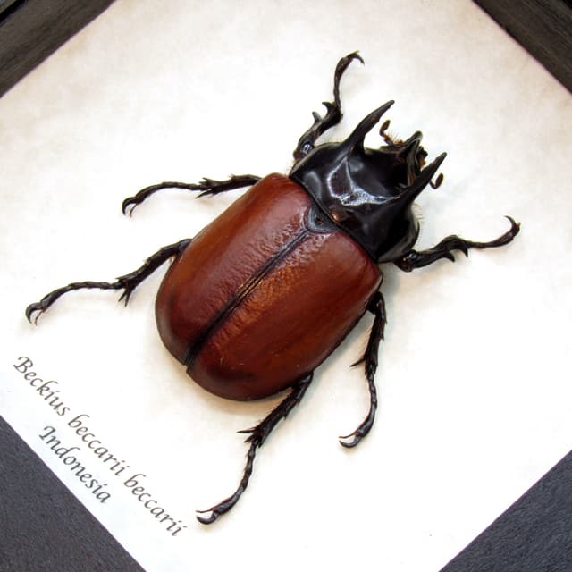 Large real Rhinoceros beetle framed taxidermy - Beckius beccarii beccarii