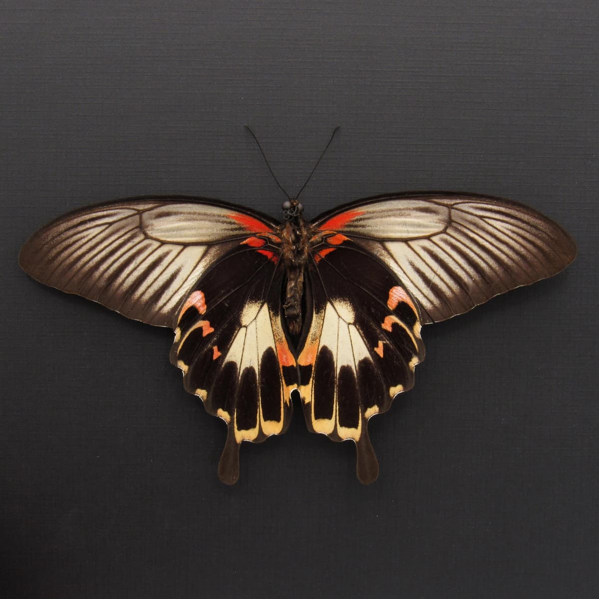 Rare Giant Swallowtail butterfly framed taxidermy - Papilio deiphobus - female - Victorian mount