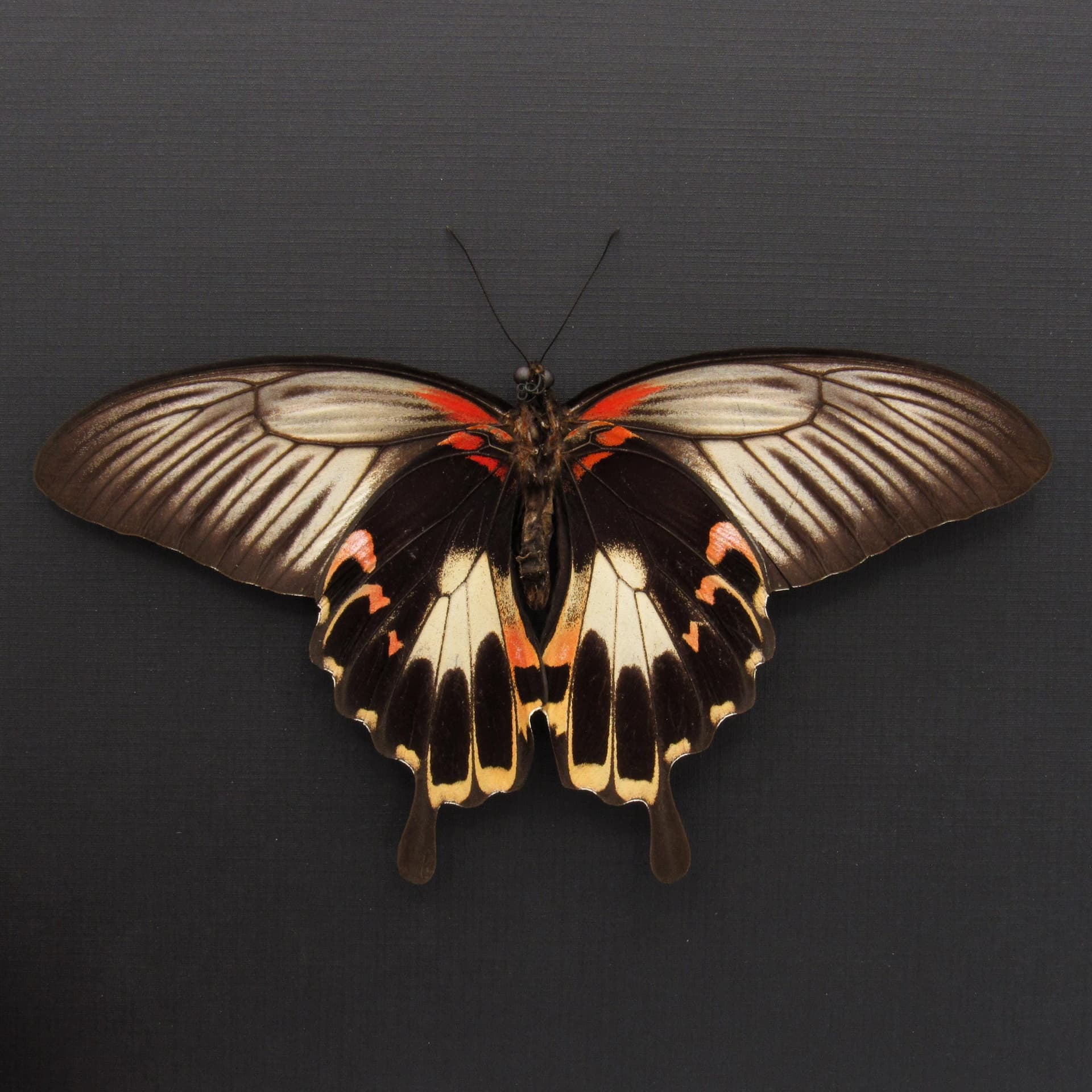 Rare Giant Swallowtail butterfly framed taxidermy - Papilio deiphobus - female - Victorian mount