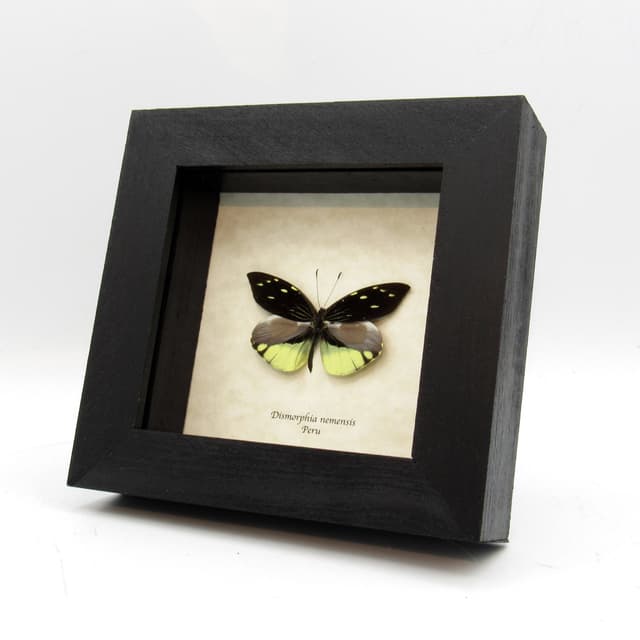 Real yellow butterfly framed taxidermy - Dismorphia nemensis