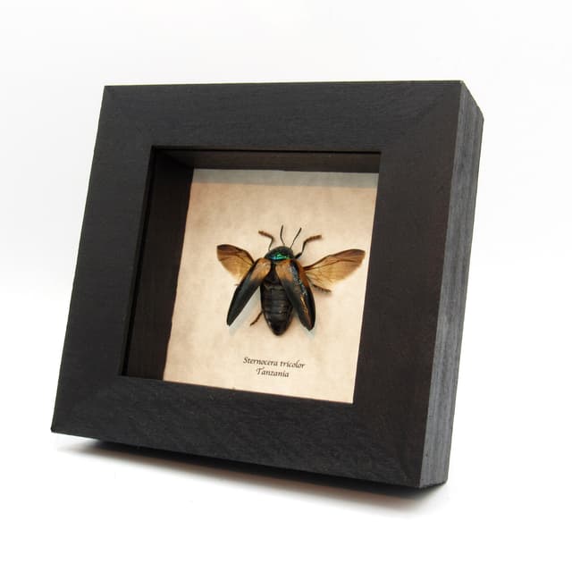 Real metallic green Jewel beetle framed taxidermy - Sternocera tricolor