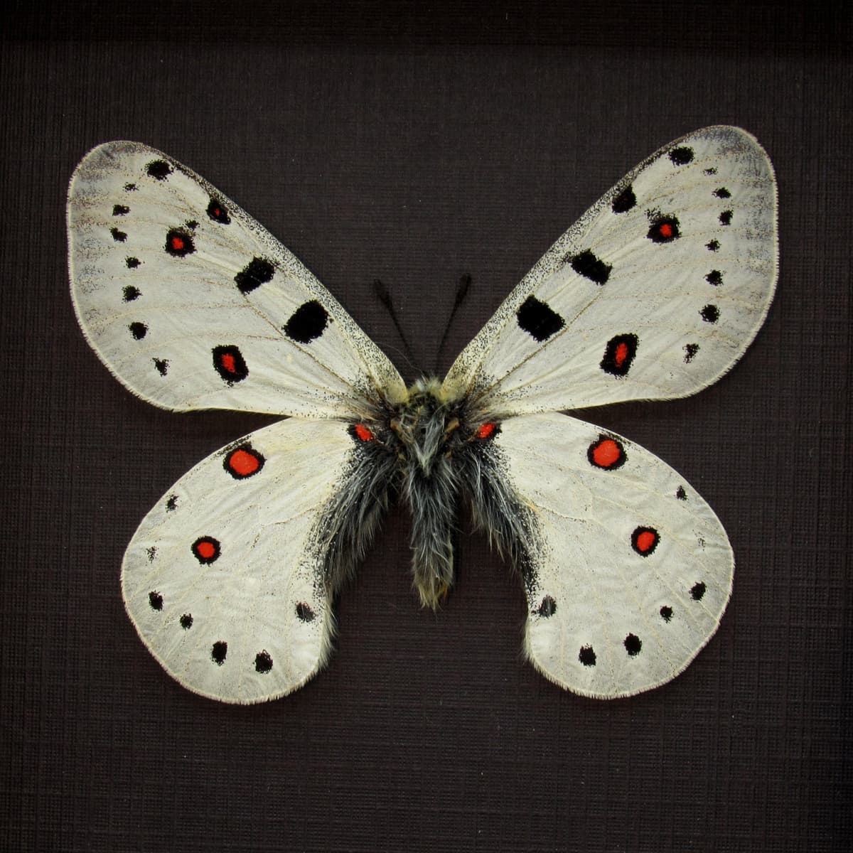 Rare white Snow Apollo butterfly framed taxidermy - Parnassius apollonius alpinus