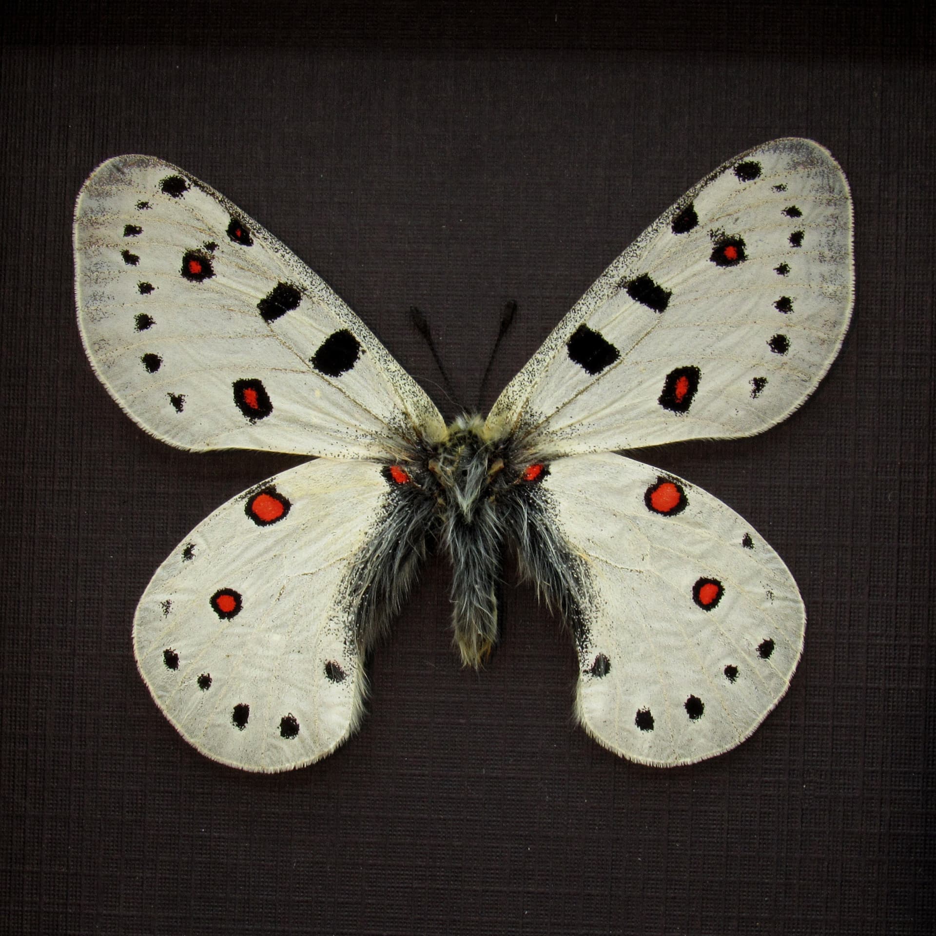Rare white Snow Apollo butterfly framed taxidermy - Parnassius apollonius alpinus