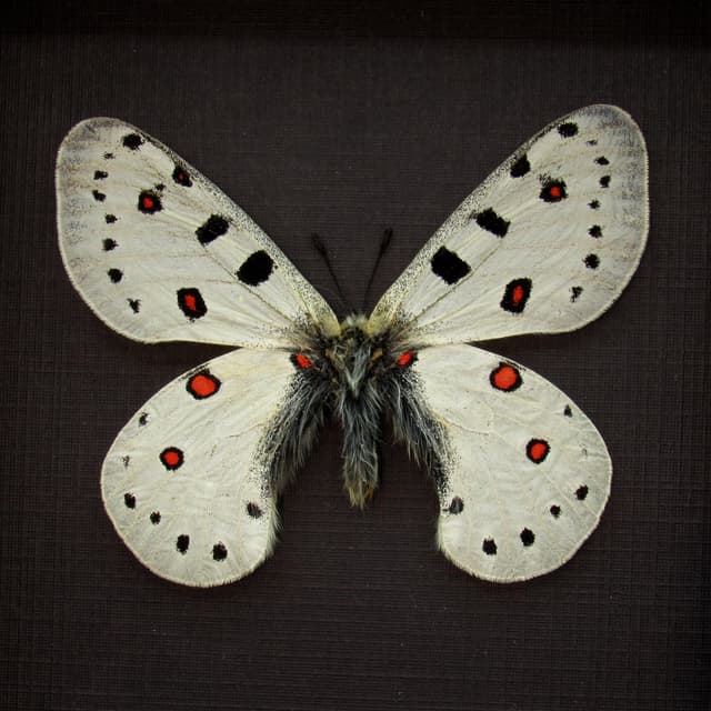 Rare white Snow Apollo butterfly framed taxidermy - Parnassius apollonius alpinus