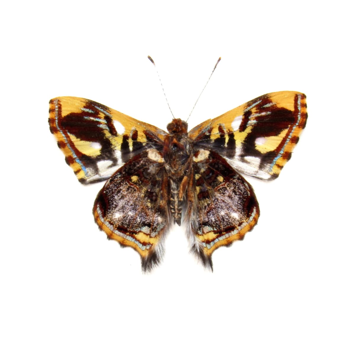 Rare tiny metallic Metalmark butterfly framed taxidermy - Anteros principalis - Victorian mount