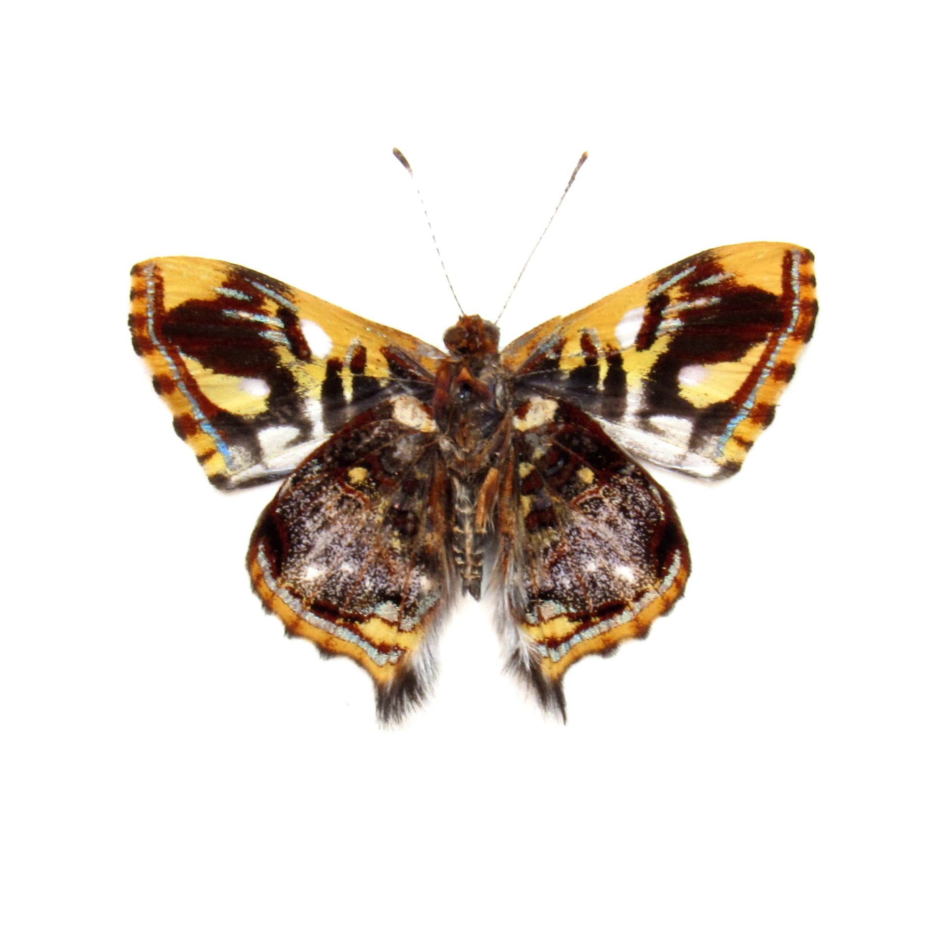 Rare tiny metallic Metalmark butterfly framed taxidermy - Anteros principalis - Victorian mount