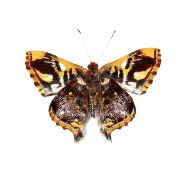 Rare tiny metallic Metalmark butterfly framed taxidermy - Anteros principalis - Victorian mount