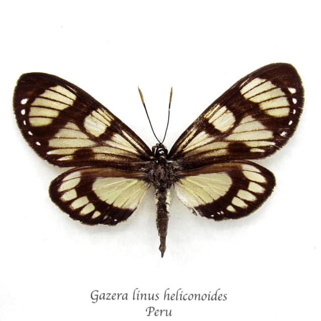 Rare Castnia moth framed taxidermy - Gazera linus heliconoides - female