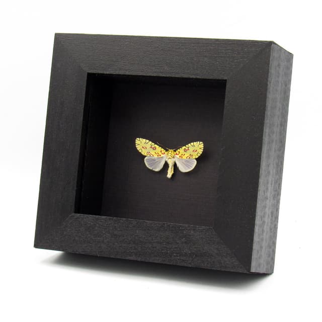 Rare tiny Pikachu moth framed taxidermy - Mazuca strigicincta - female