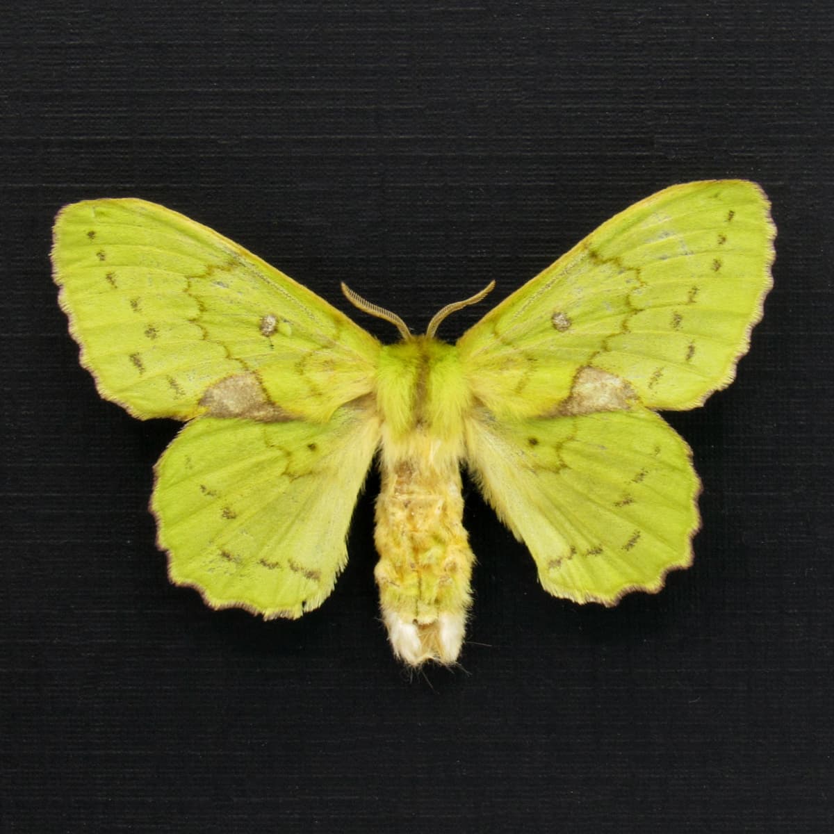 Real lime green moth framed taxidermy - Trabala charon - female