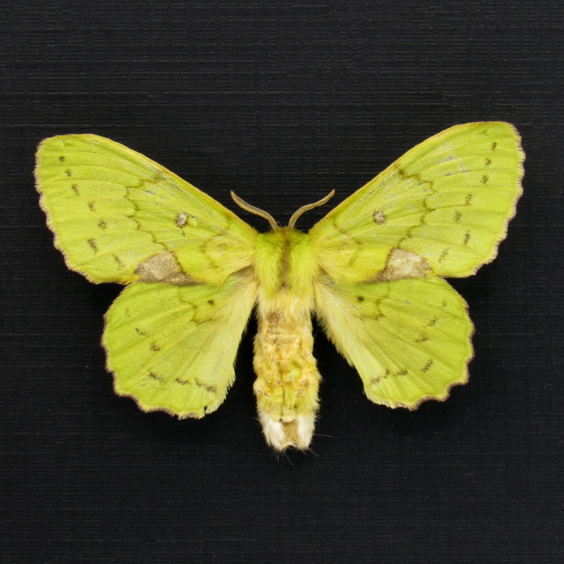 Real lime green moth framed taxidermy - Trabala charon - female