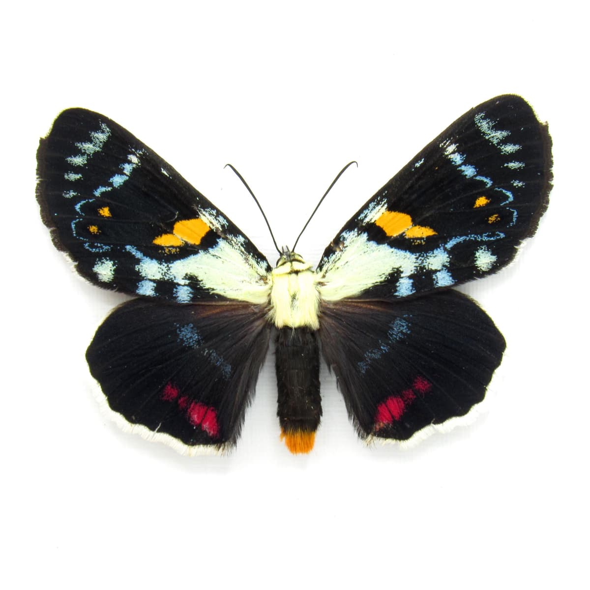 Rare Australian Joseph's Coat moth framed specimen - Agarista agricola - large female