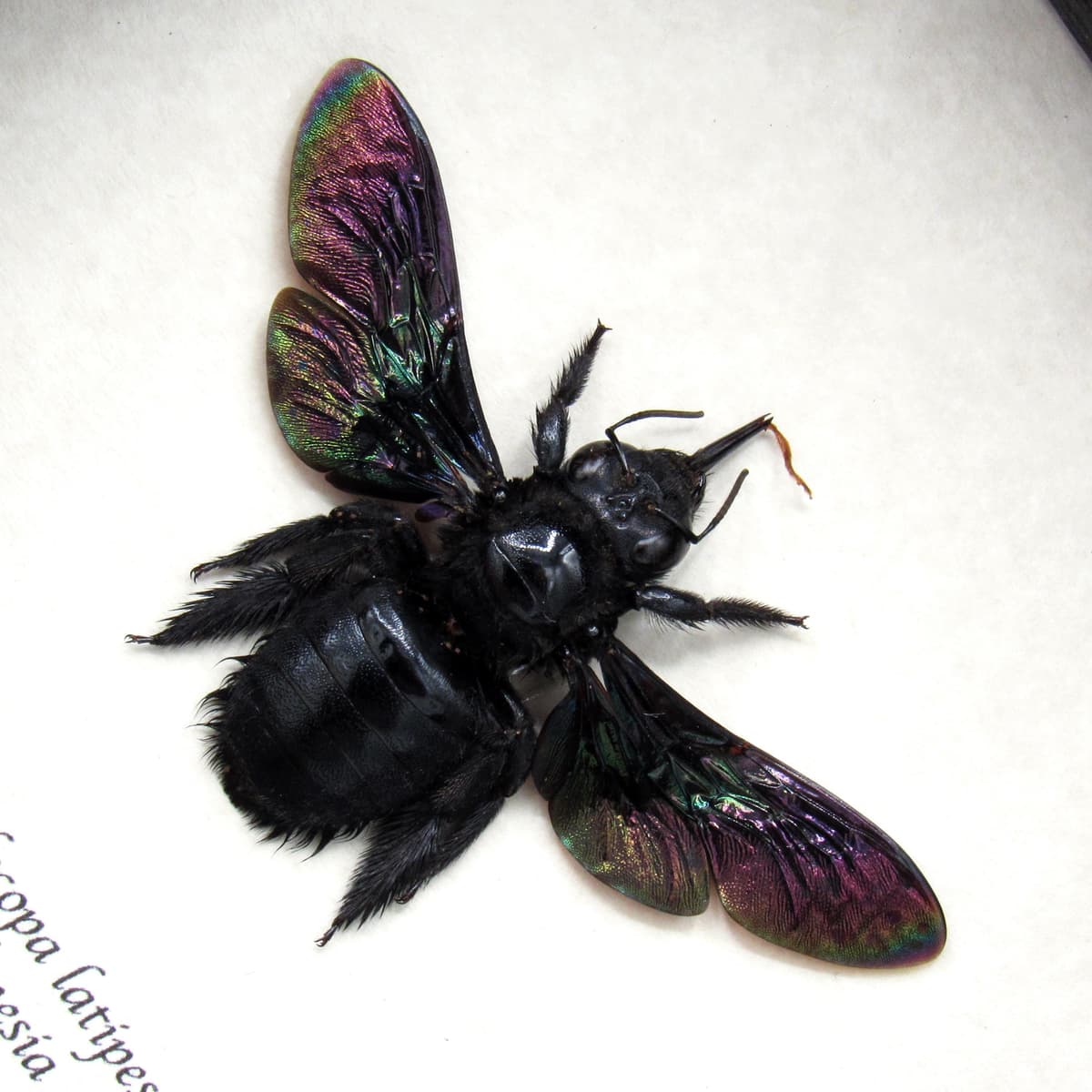 Real Giant carpenter bee framed taxidermy - Xylocopa latipes - female