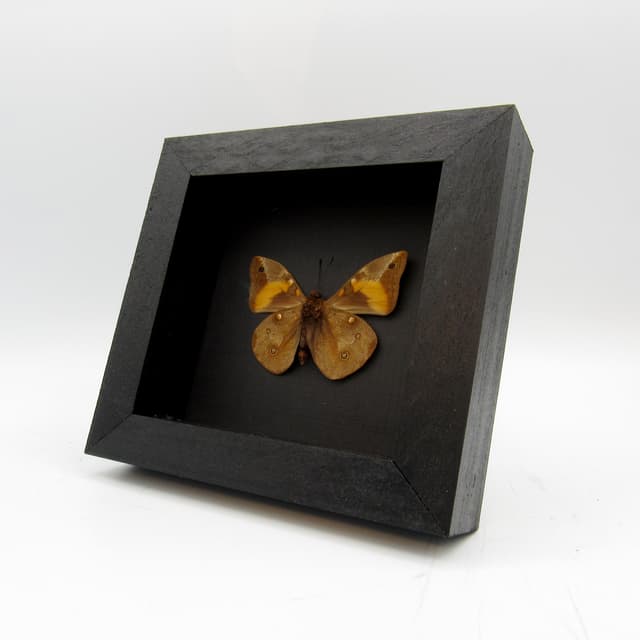Real Coconut Caterpillar butterfly framed taxidermy - Brassolis sophorae