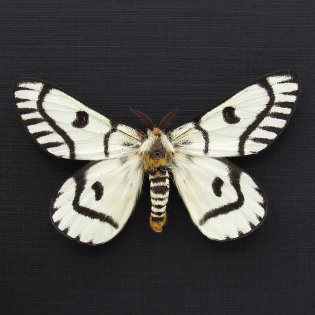 Real Sagebrush Sheep moth framed taxidermy - Hemileuca hera - beautiful form - large