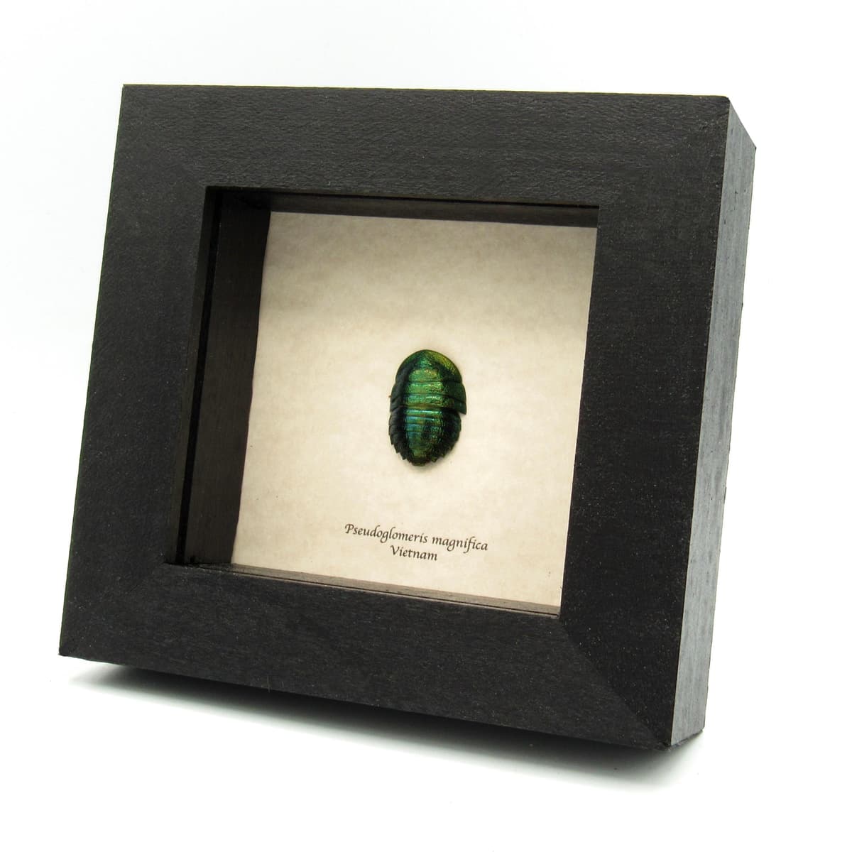 Rare metallic green Cockroach framed taxidermy - Pseudoglomeris magnifica