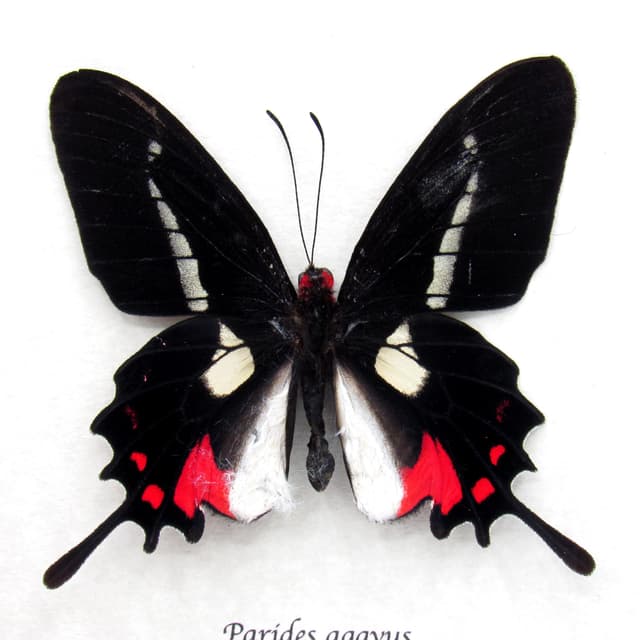 Rare red butterfly framed specimen - Parides agavus