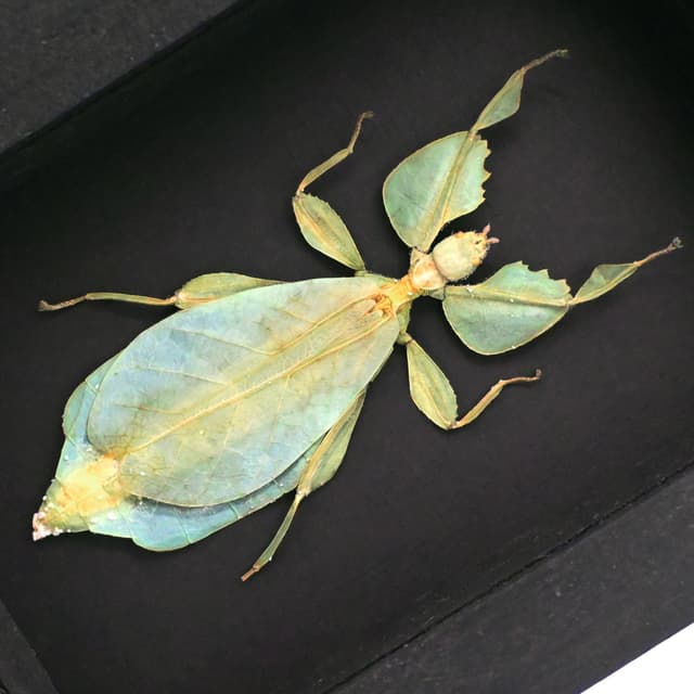 Real Walking Leaf insect framed taxidermy - Phyllium celebicum - female
