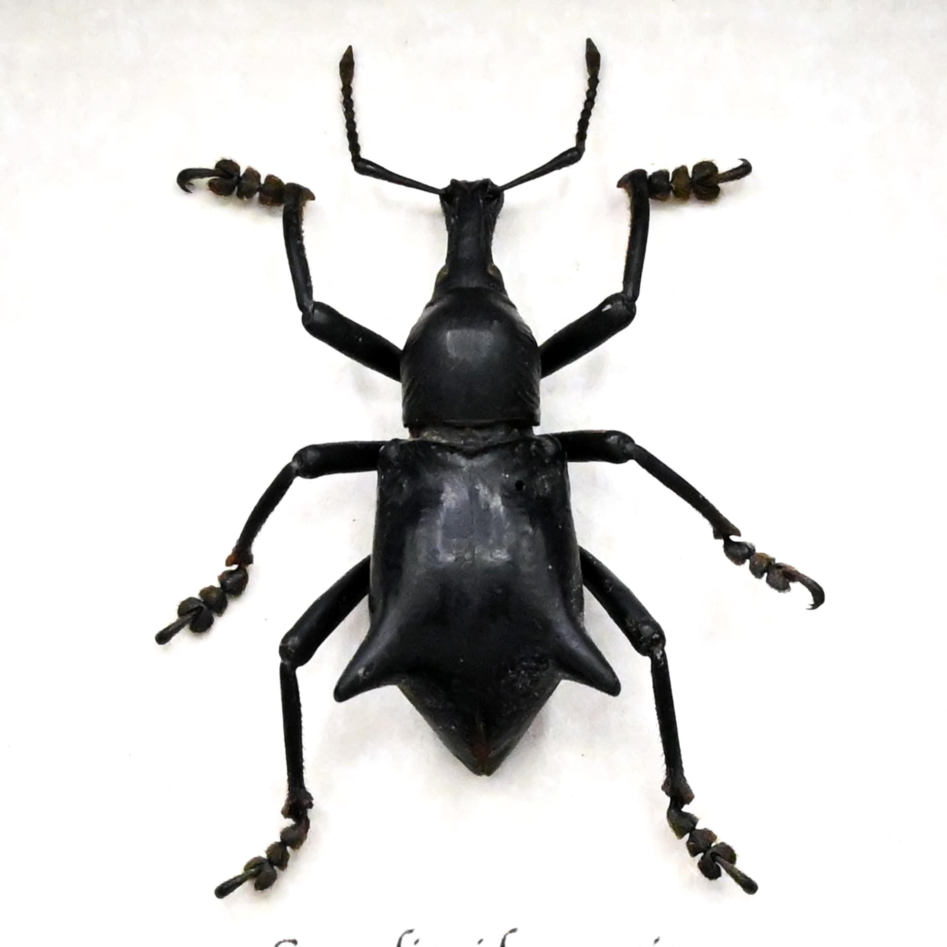 Rare large Thorned Weevil beetle framed specimen - Curculionidae species