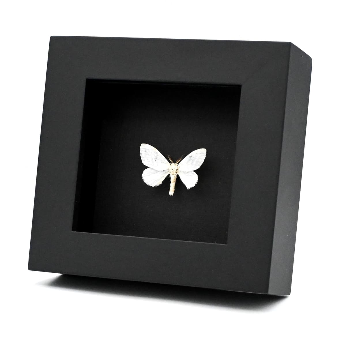 Real Pearly White moth framed taxidermy - Leucoma bicolorata