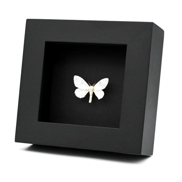 Real Pearly White moth framed taxidermy - Leucoma bicolorata
