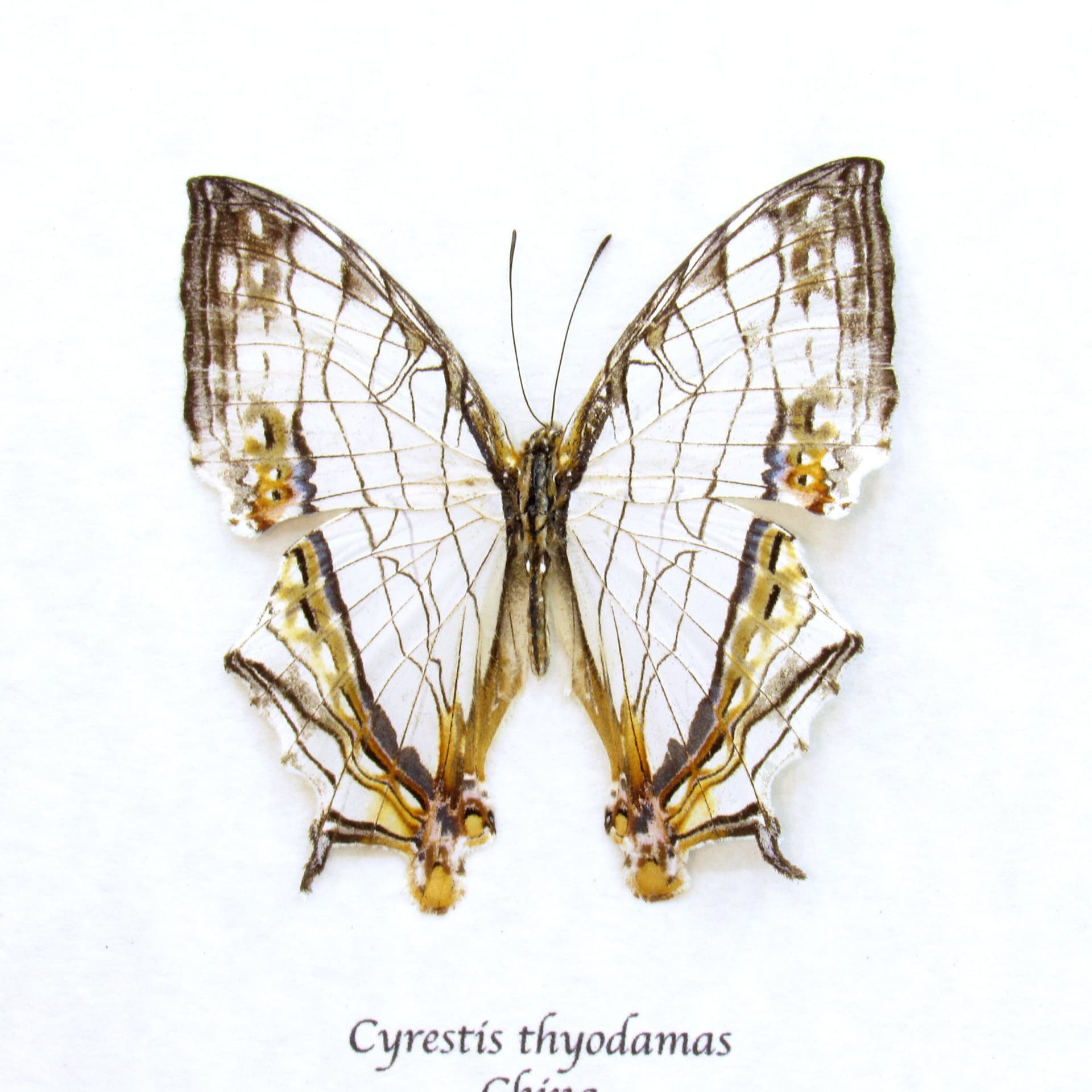 Real Common Map butterfly framed taxidermy - Cyrestis thyodamas