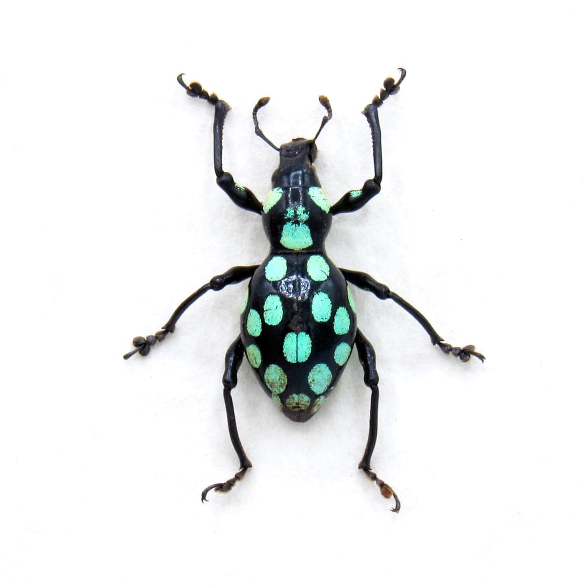 Real green polka dot weevil beetle framed specimen - Pachyrhynchus mindoroensis