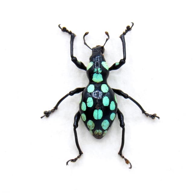 Real green polka dot weevil beetle framed specimen - Pachyrhynchus mindoroensis