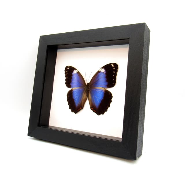 Real Violet Morpho butterfly taxidermy - Morpho helenor violaceus