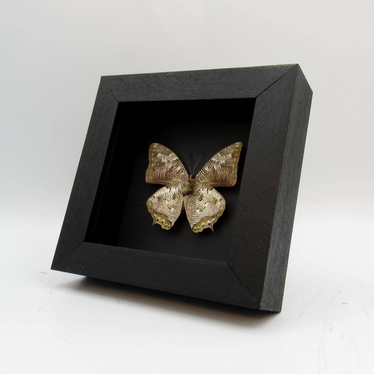 Real Snake butterfly framed taxidermy - Anaea cyanea