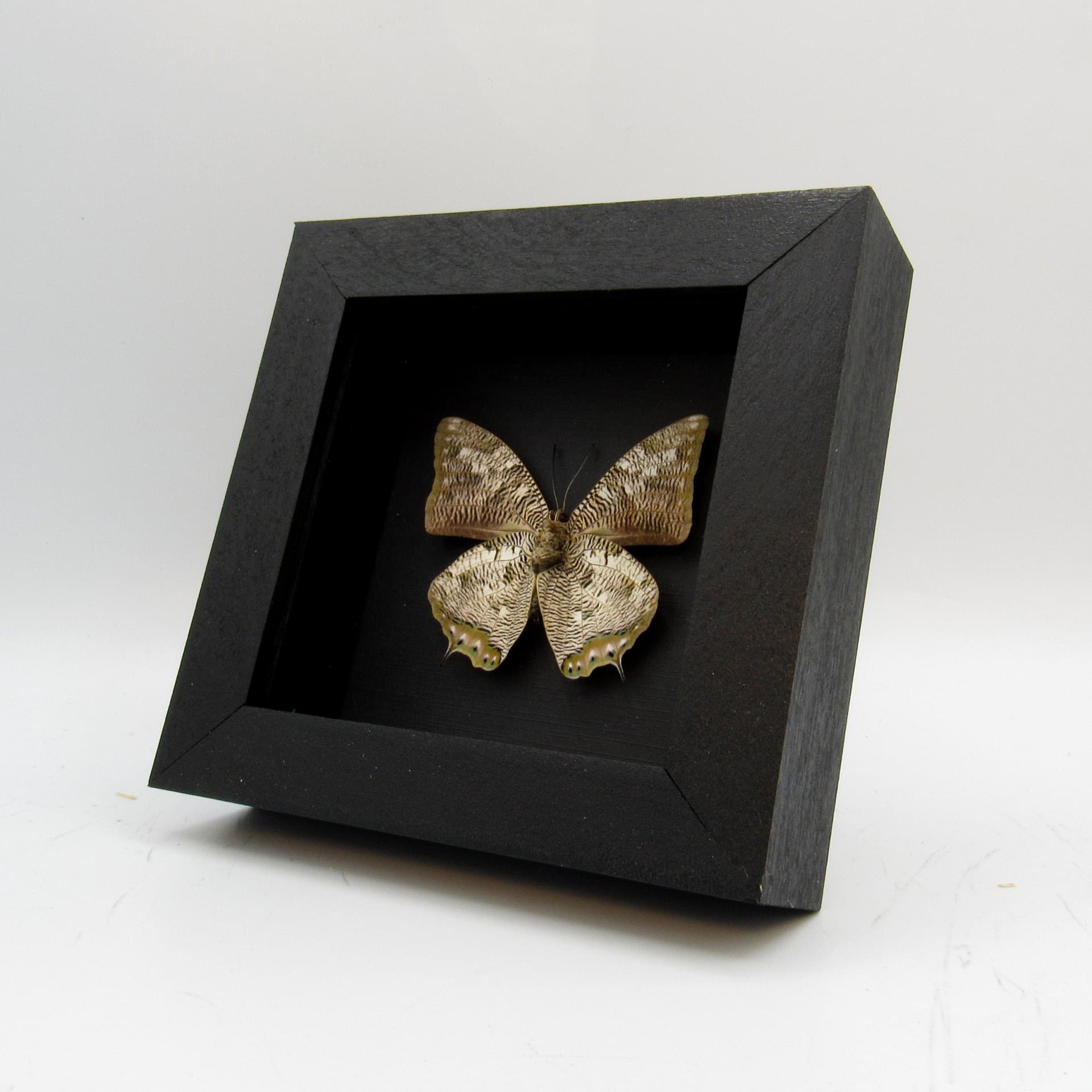 Real Snake butterfly framed taxidermy - Anaea cyanea