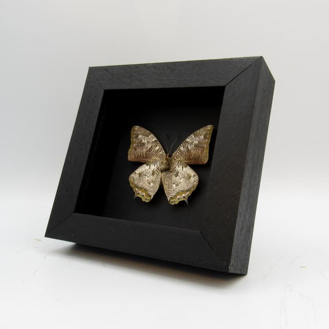 Real Snake butterfly framed taxidermy - Anaea cyanea