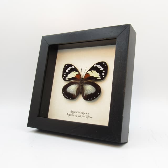 Real framed taxidermy butterfly - Euxanthe trajanus
