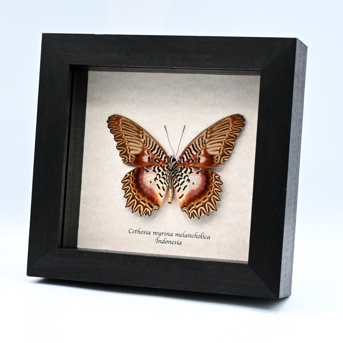 Real rare Violet Lacewing butterfly framed specimen - Cethosia myrina melancholica