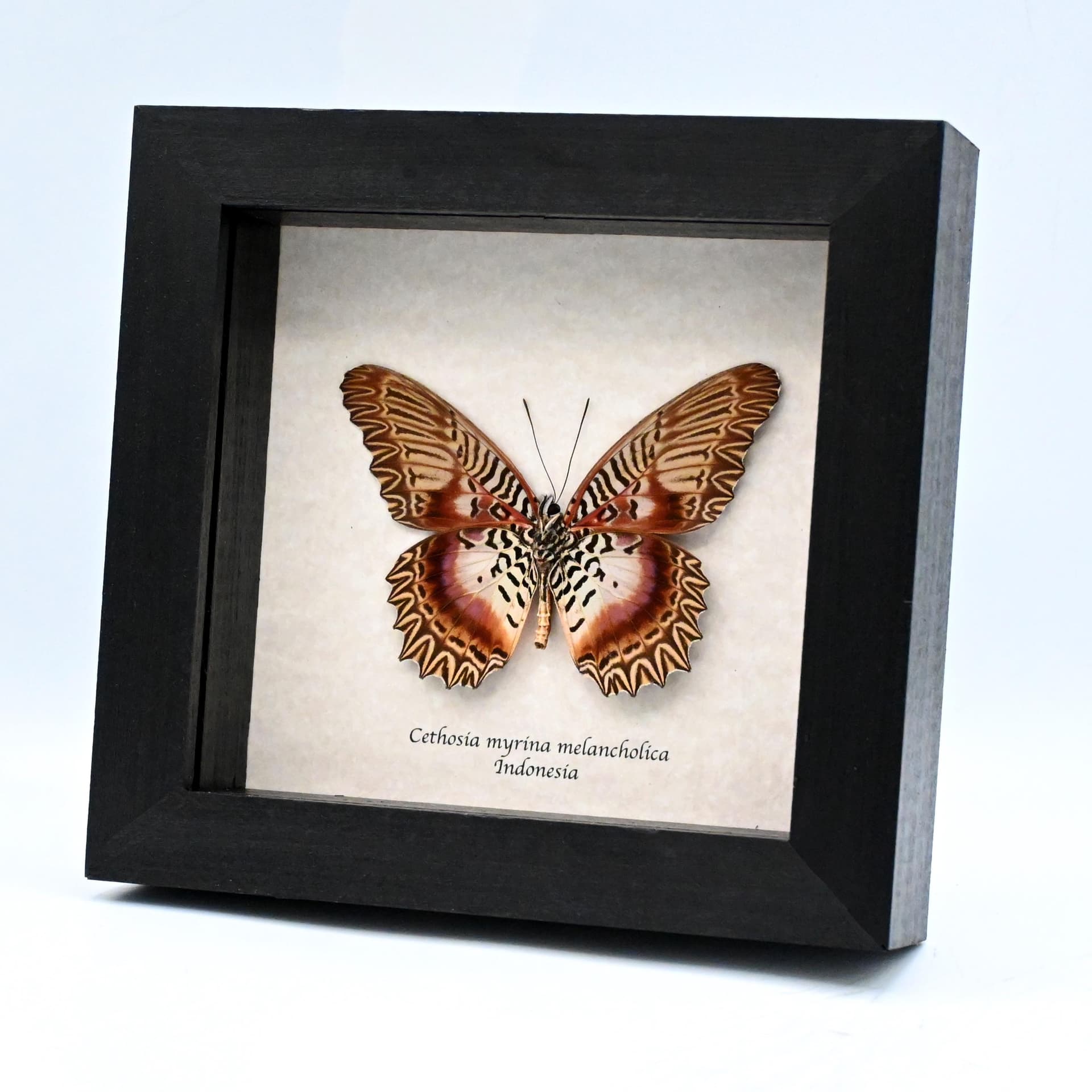 Real rare Violet Lacewing butterfly framed specimen - Cethosia myrina melancholica