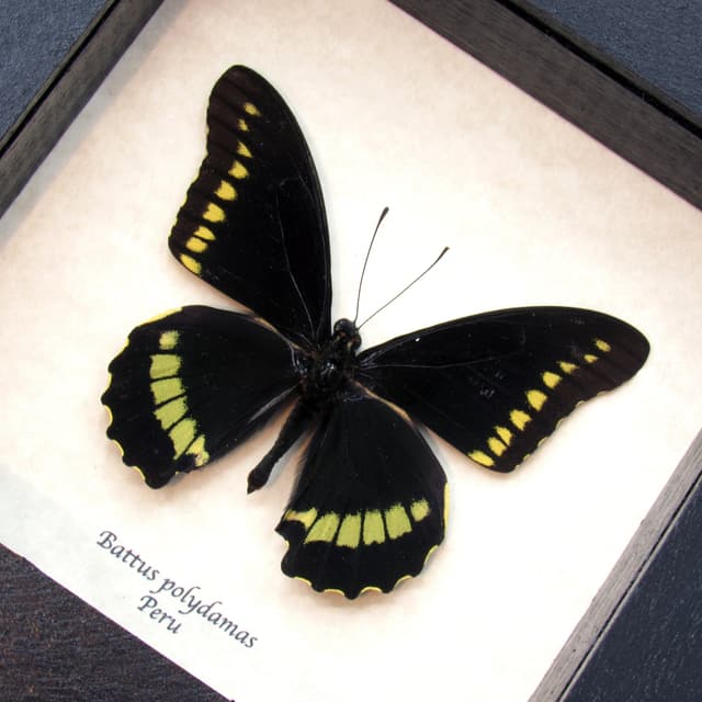 Real Gold Rim Swallowtail framed taxidermy - Battus polydamas