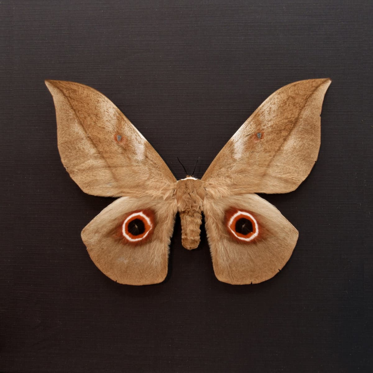 Rare Giant Emperor moth framed taxidermy - Lobobunaea phaedusa - female - 6.3 inch wingspan