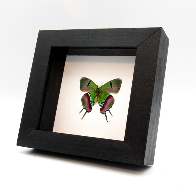 Real metallic green butterfly framed taxidermy - Evenus regalis