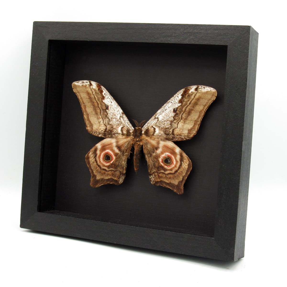 Real Giant Saturn moth framed taxidermy - Athletes albicans